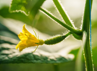 Plants de légumes