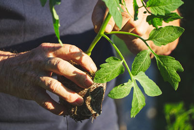 plants-de-legumes-bio