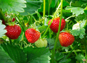 Plants de fruits